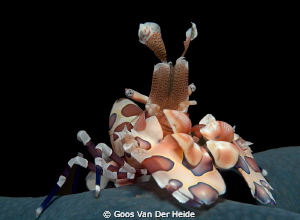 Harlequin Shrimp by Goos Van Der Heide 